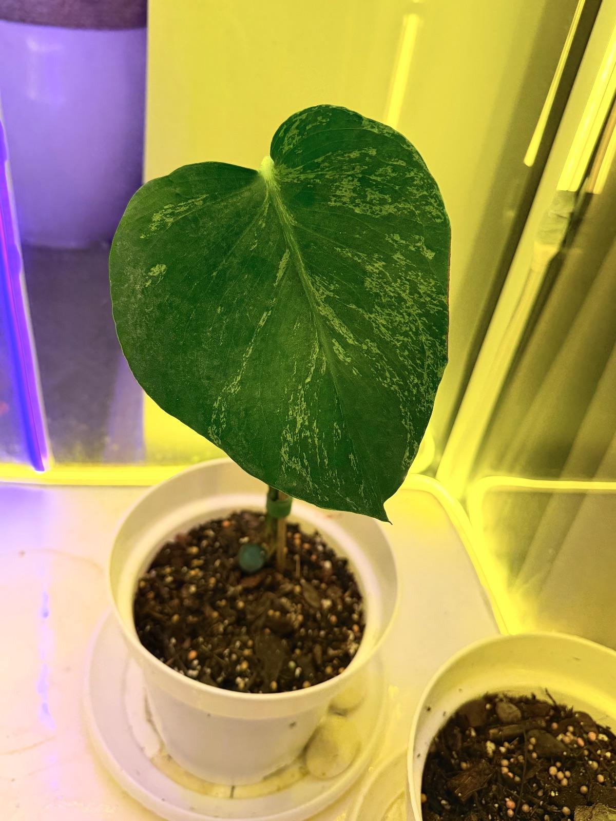 Monstera Bulbasaur — photograph 3