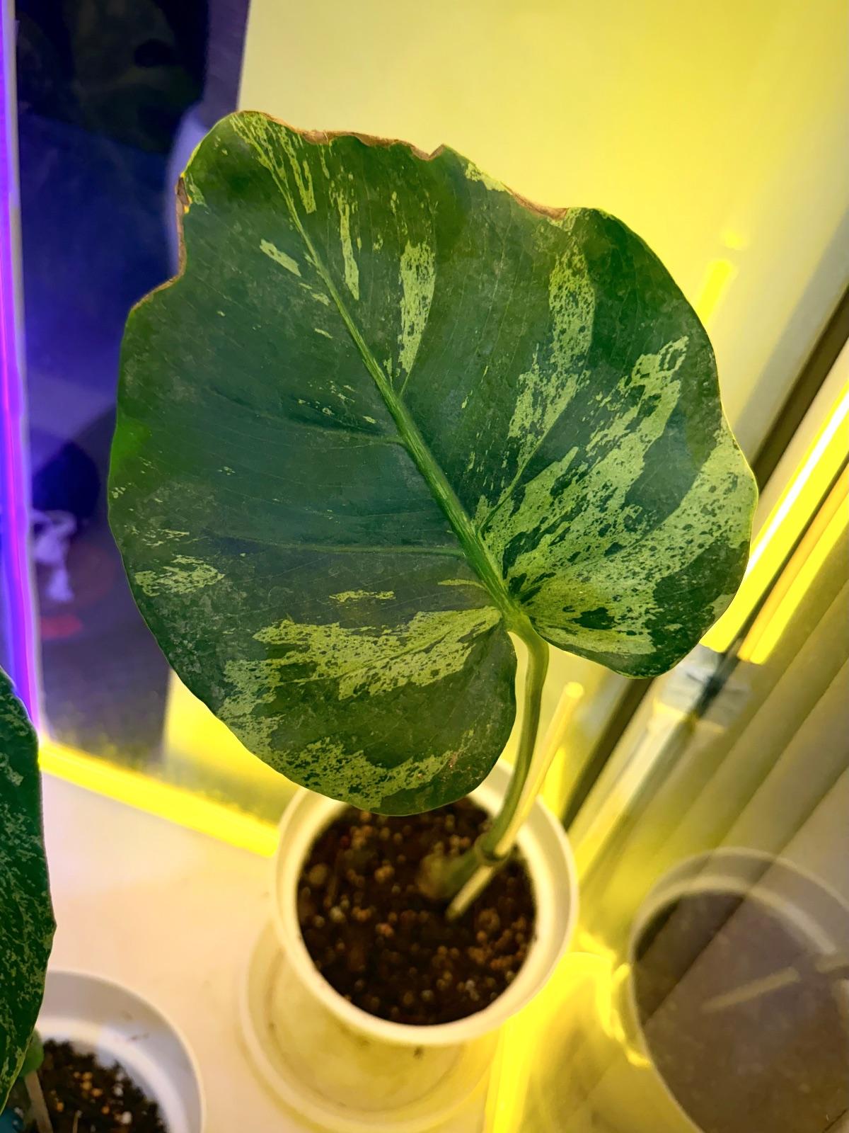 Monstera Bulbasaur — photograph 4