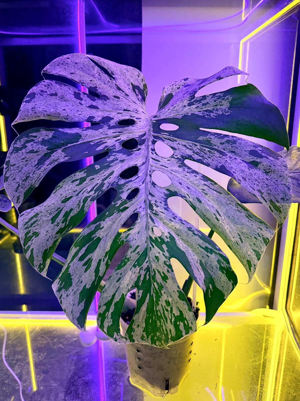 Monstera Bulbasaur — photograph 2