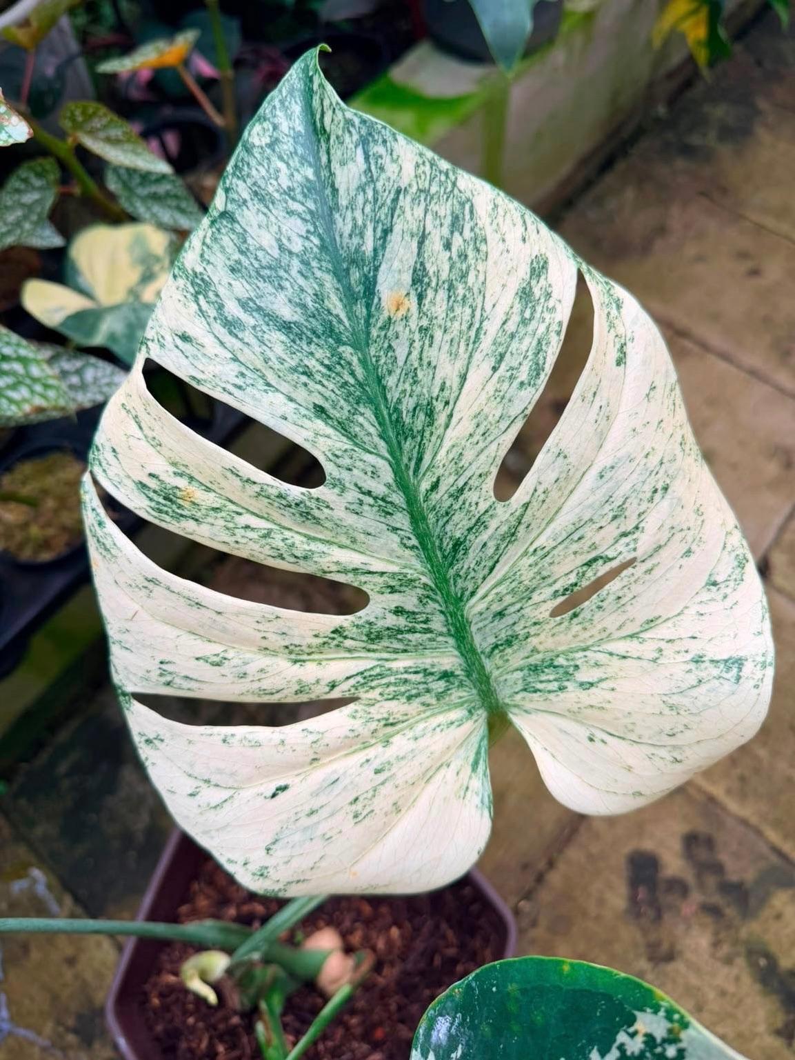 Monstera NO-ID