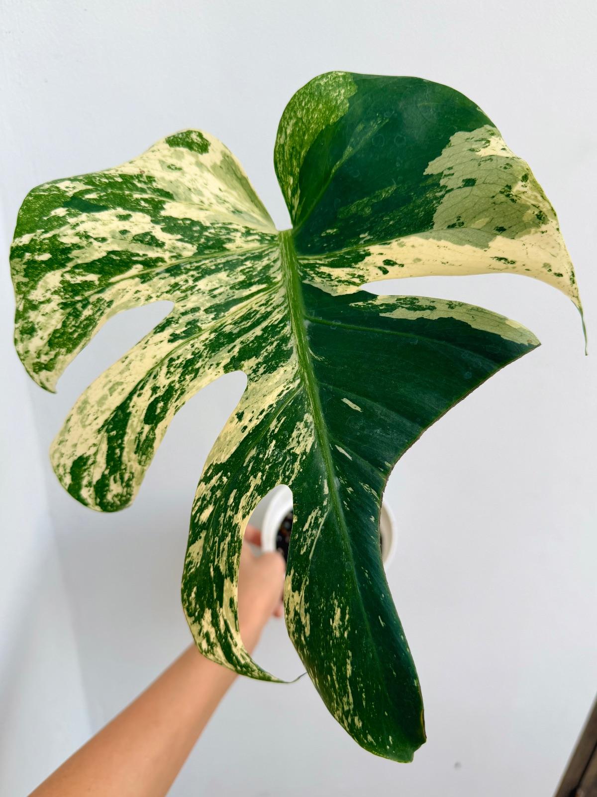 Monstera NO-ID — photograph 3