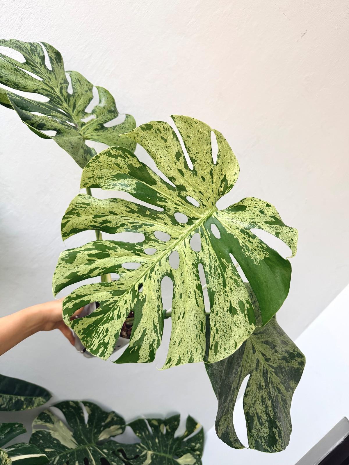 Monstera Bulbasaur — photograph 4