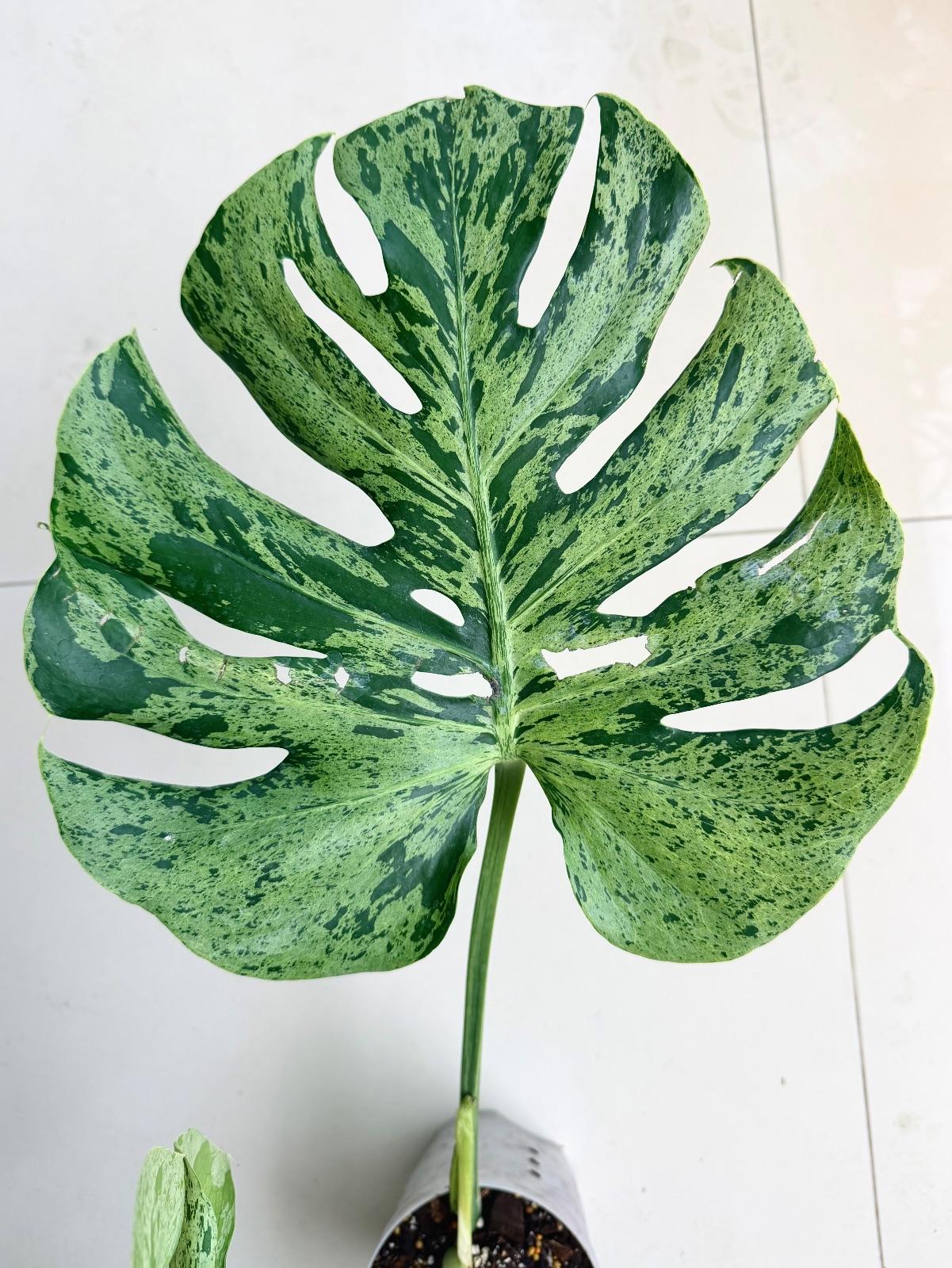 Monstera Bulbasaur — photograph 3