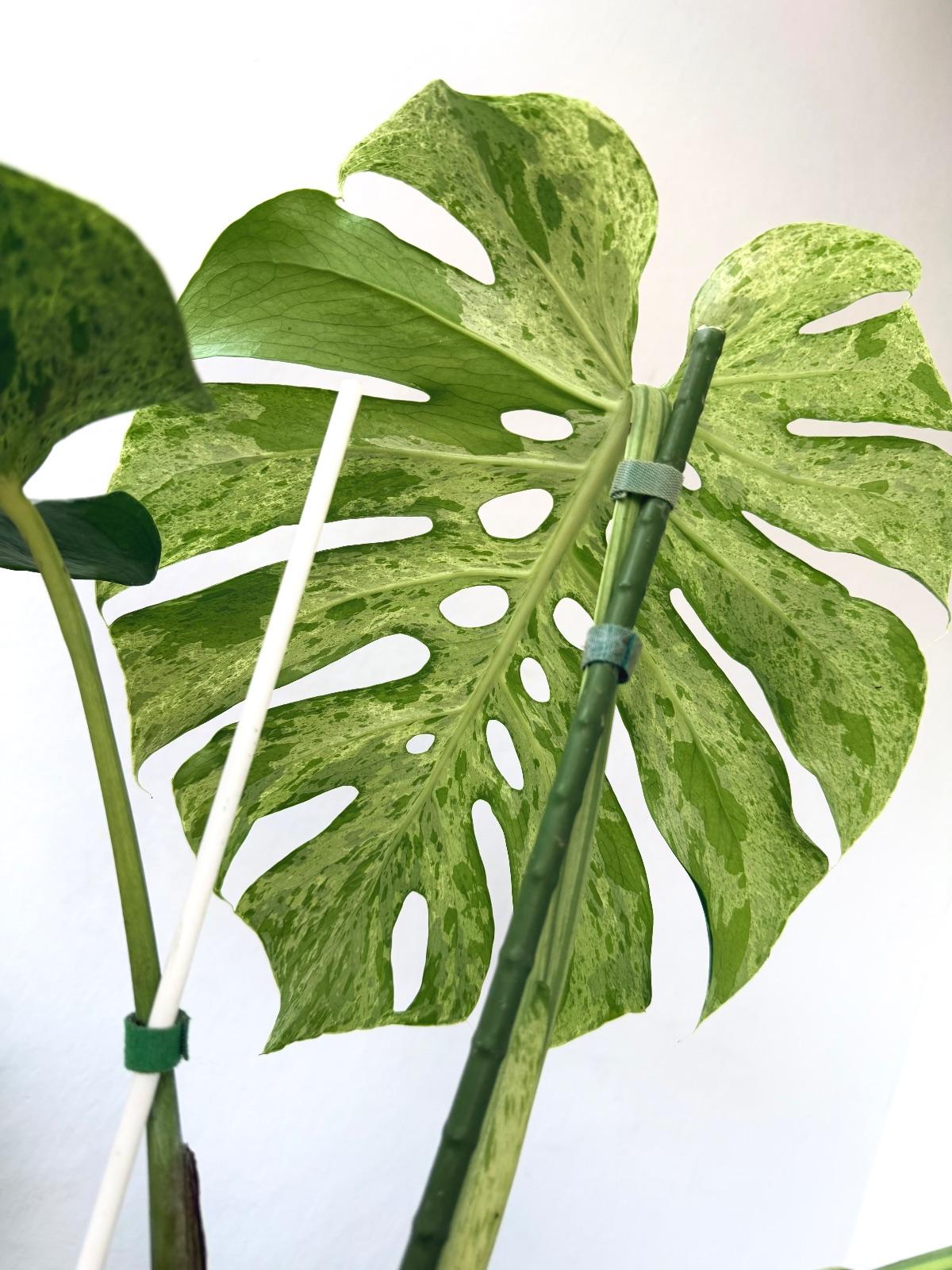 Monstera Bulbasaur — photograph 7