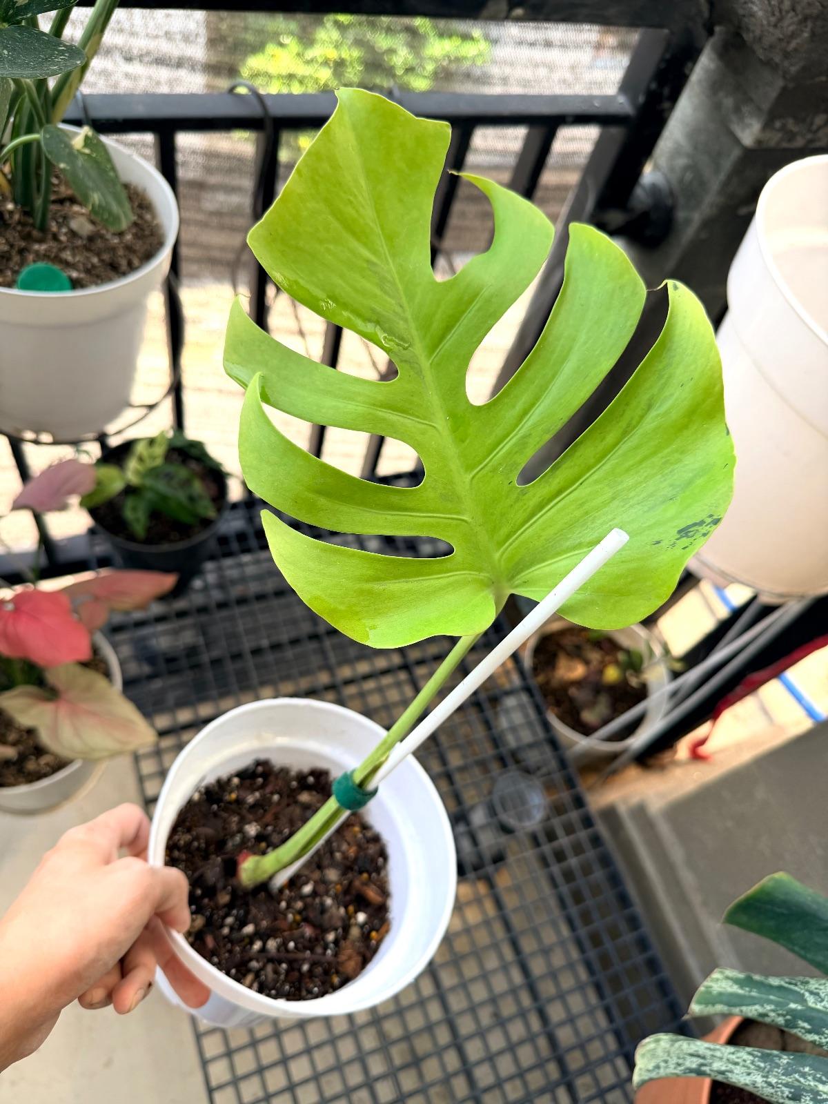 Monstera Light Lime — photograph 3