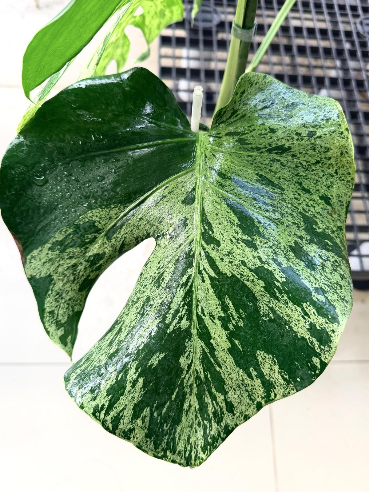 Monstera Bulbasaur — photograph 5