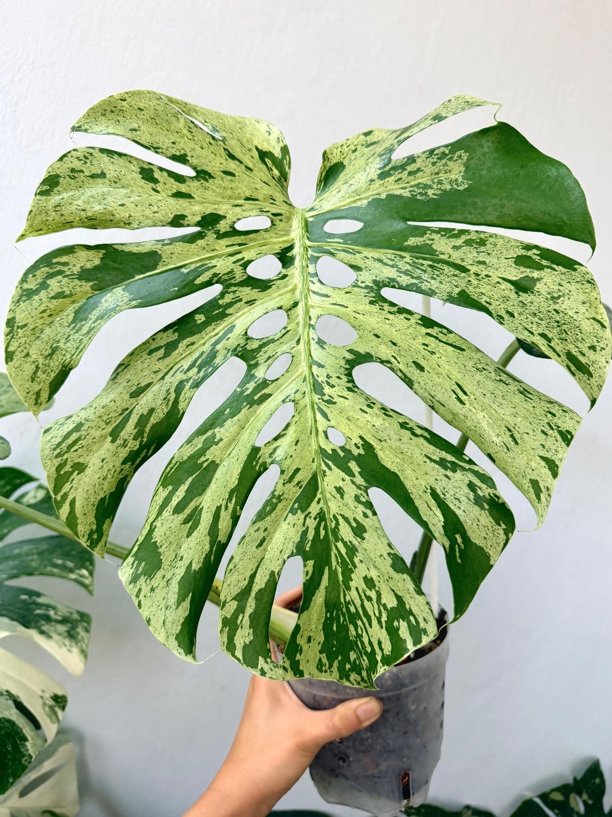 Monstera Bulbasaur — photograph 6