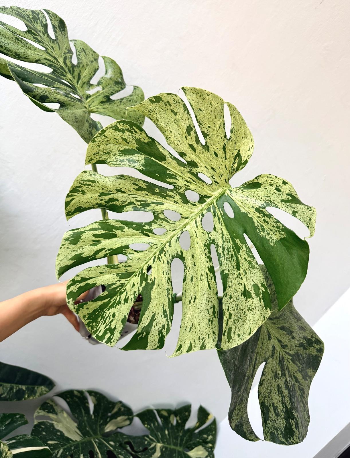 Monstera Bulbasaur — photograph 1