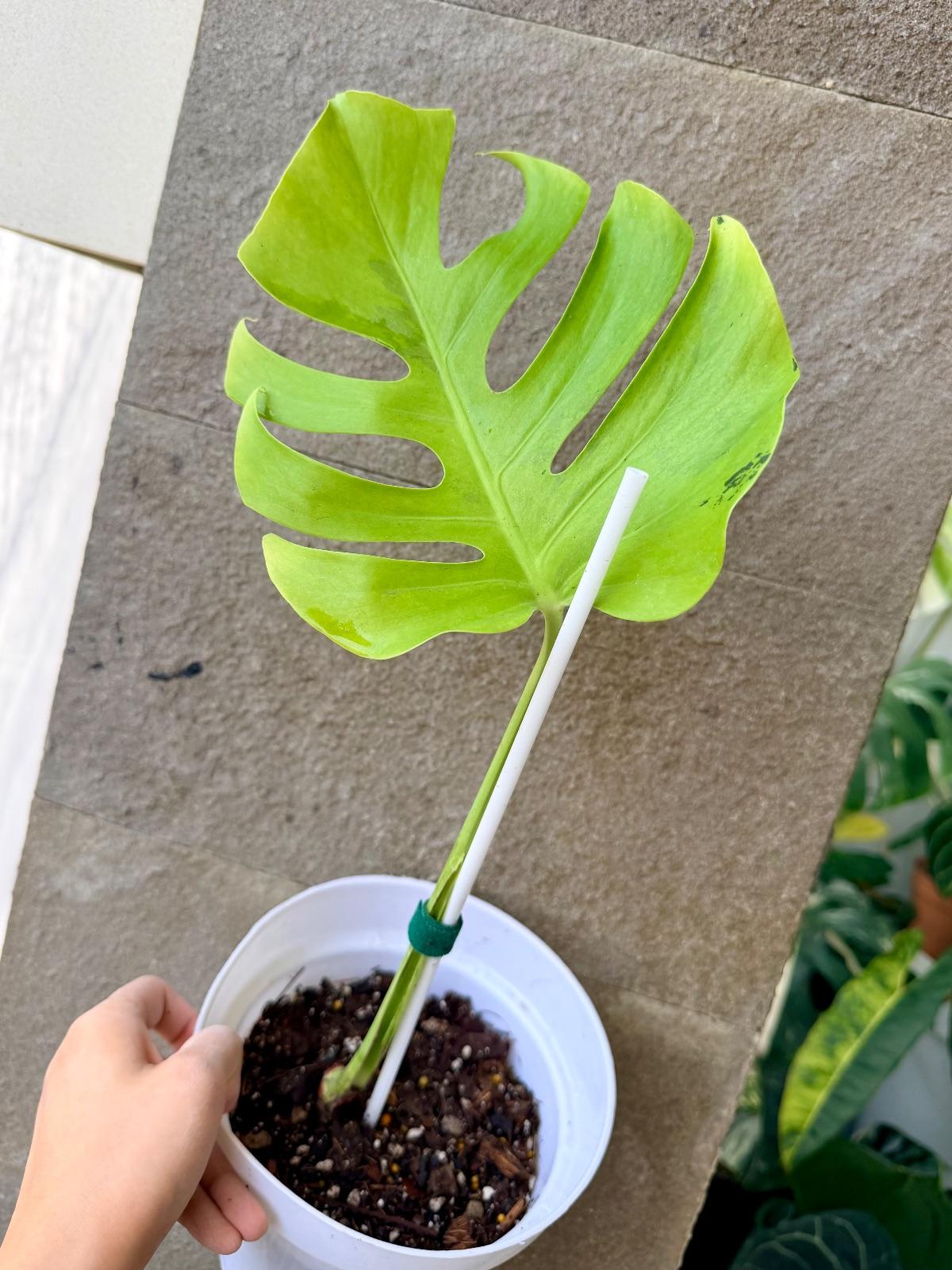 Monstera Light Lime — photograph 4