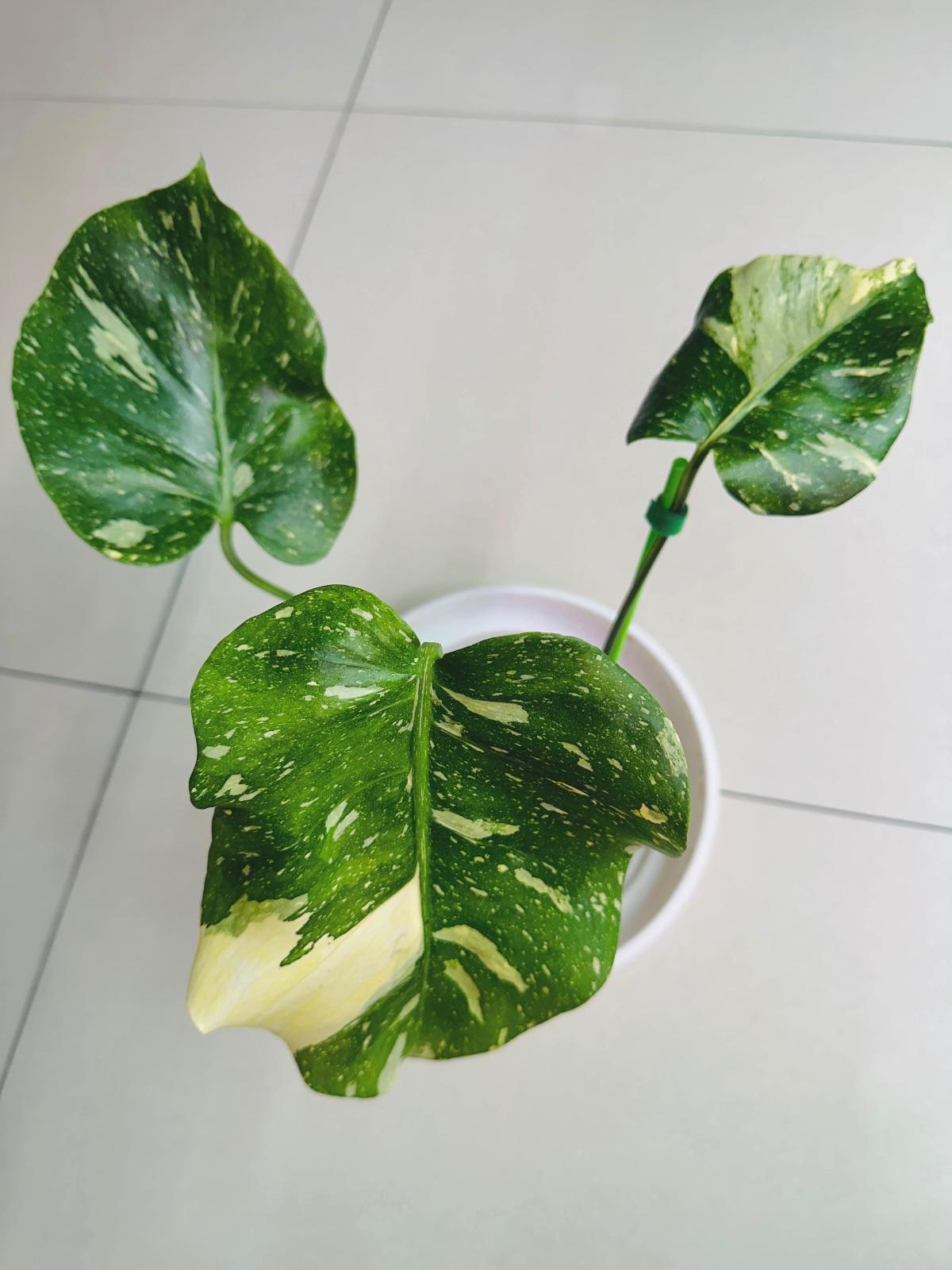 Monstera Yoda — photograph 1