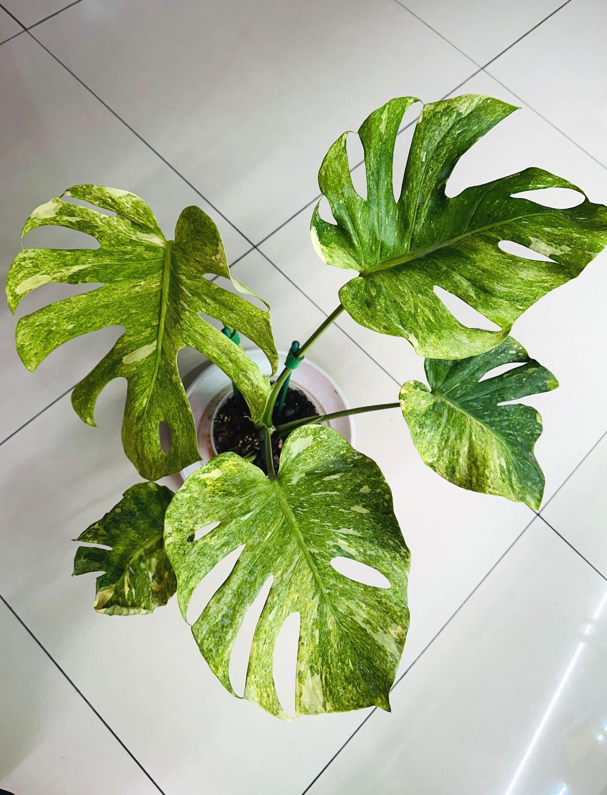 Double Platinum Tri-color — photograph 1