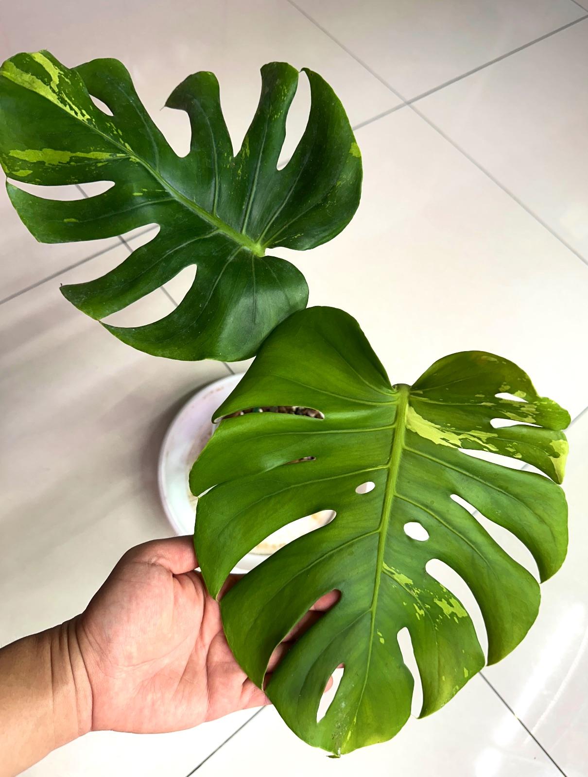 Monstera Green-Elf. — photograph 1