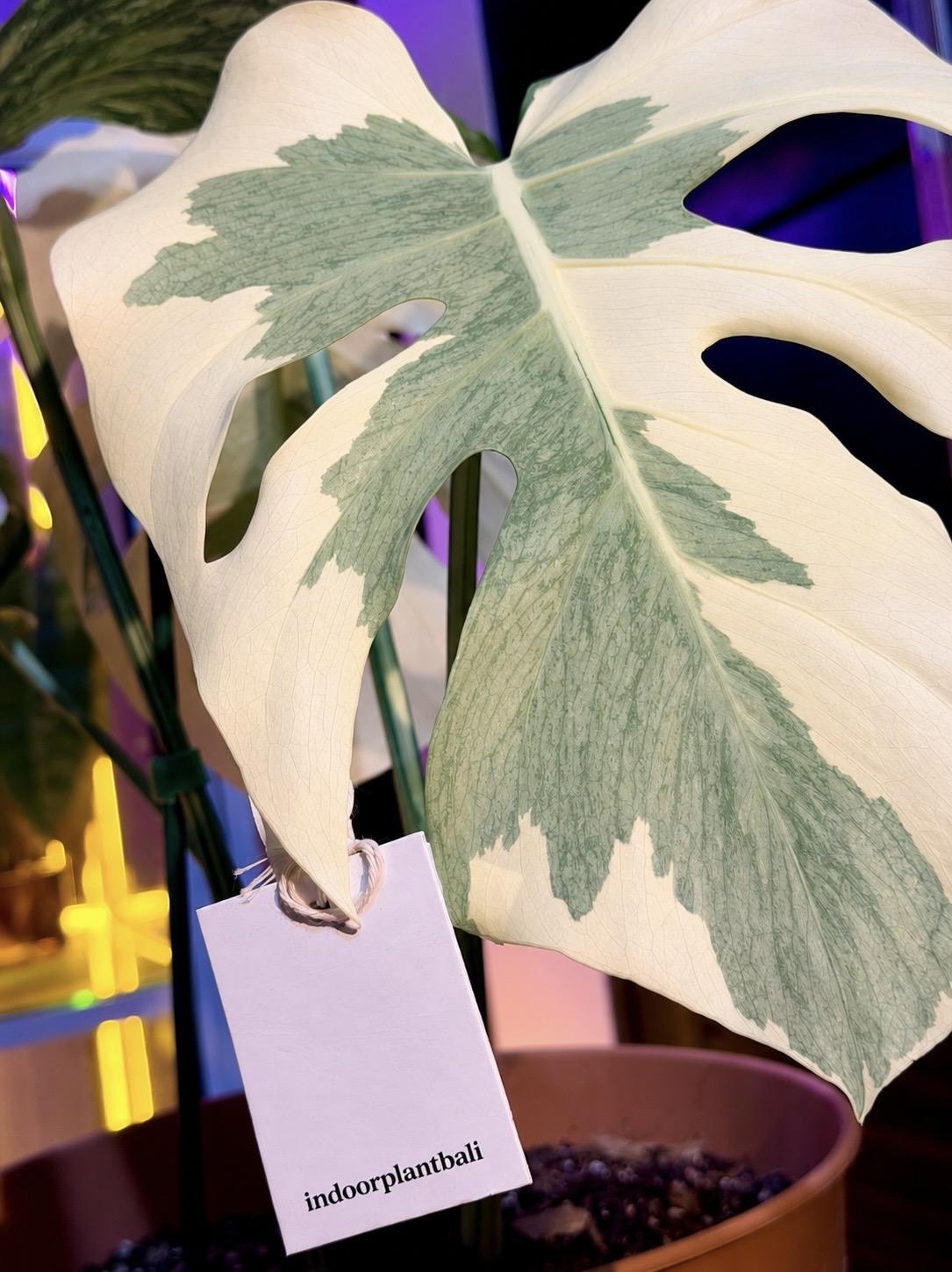 Monstera Casper — photograph 1
