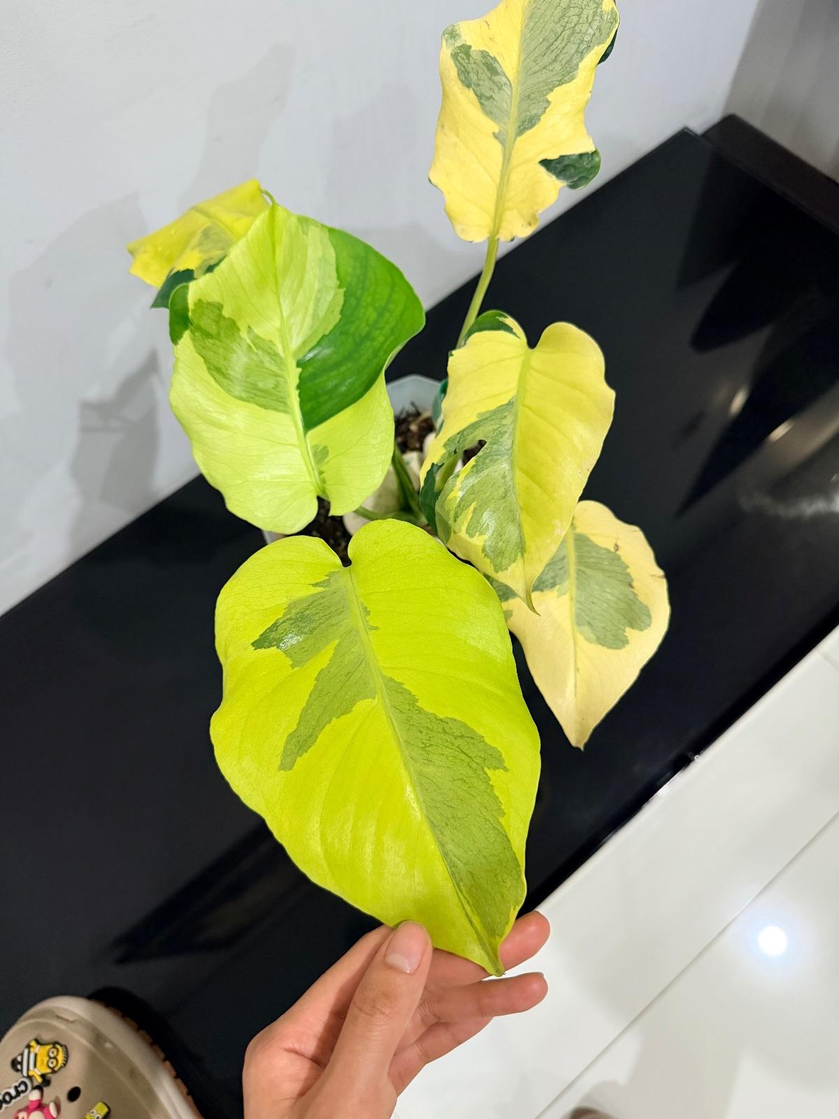 Monstera Melancholy; Agnell — photograph 2