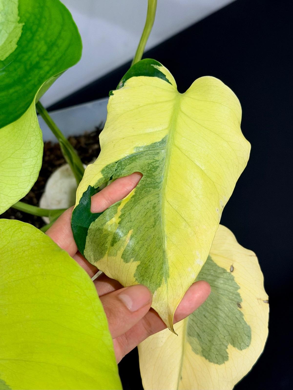 Monstera Melancholy; Agnell — photograph 3