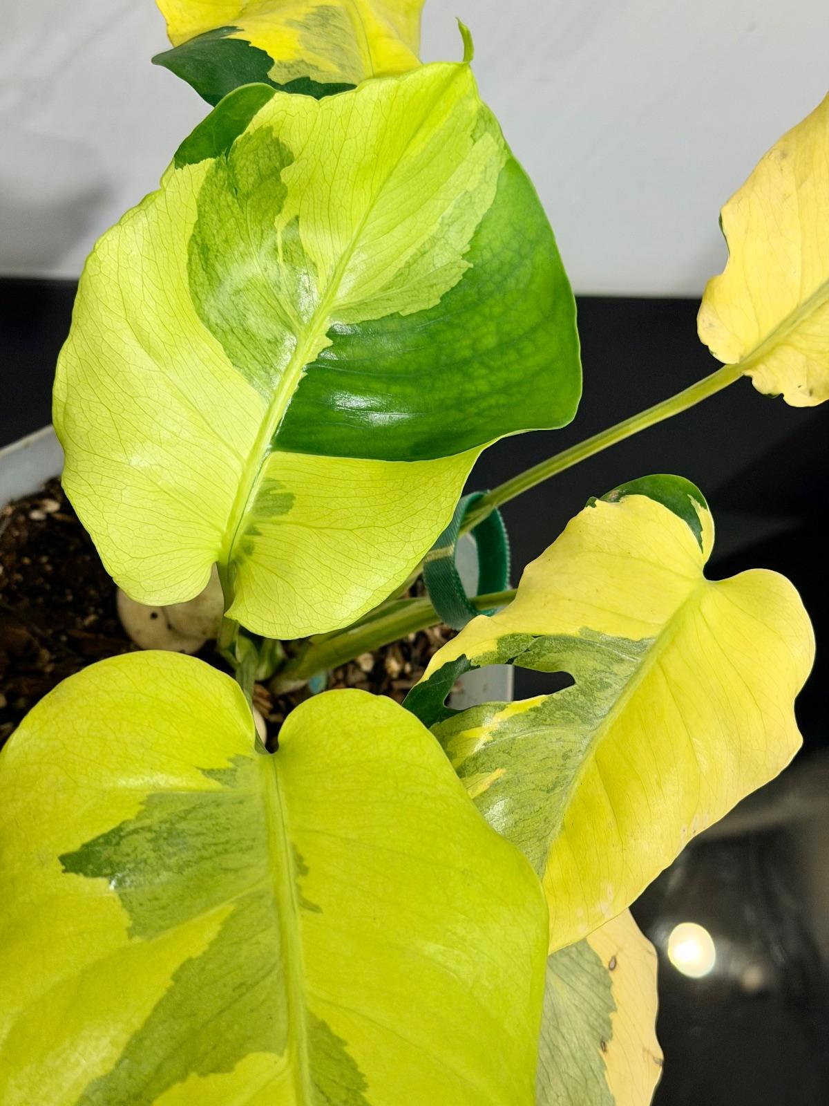 Monstera Melancholy; Agnell — photograph 4