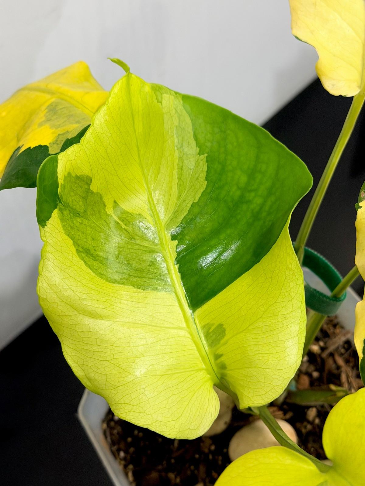 Monstera Melancholy; Agnell — photograph 5