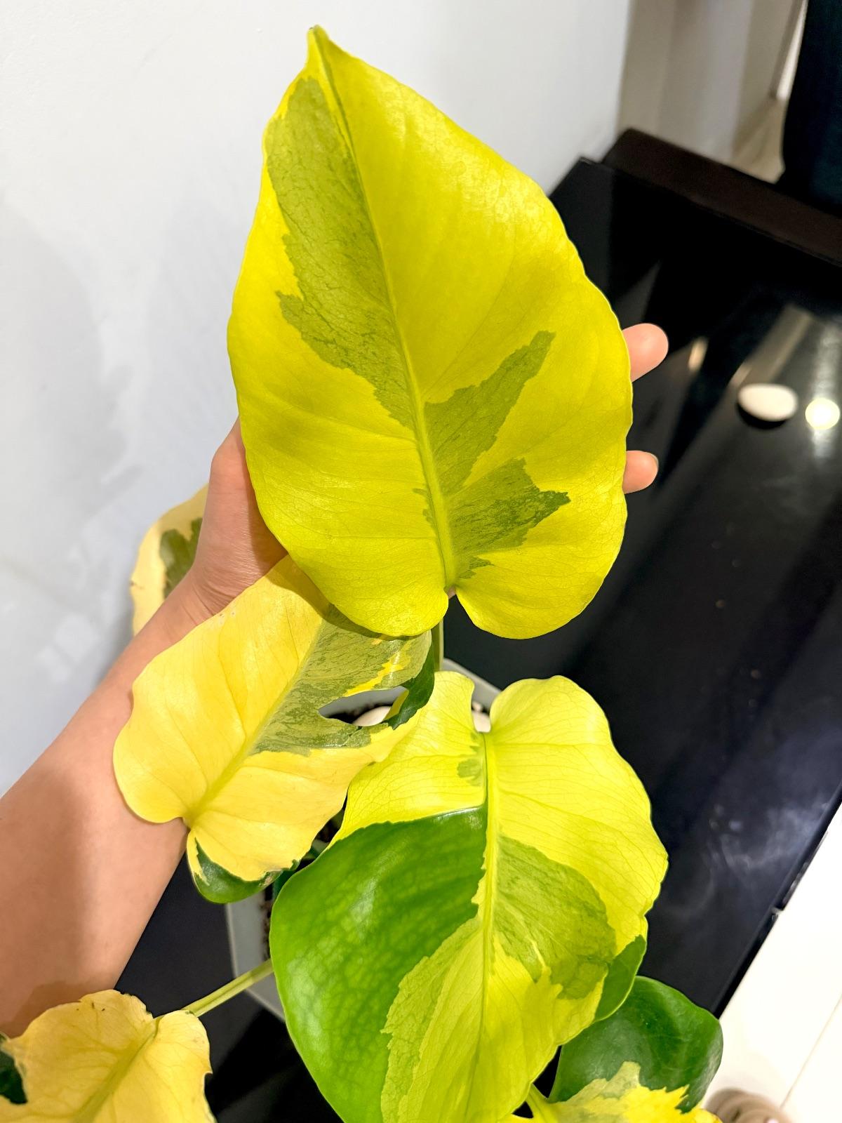 Monstera Melancholy; Agnell — photograph 6