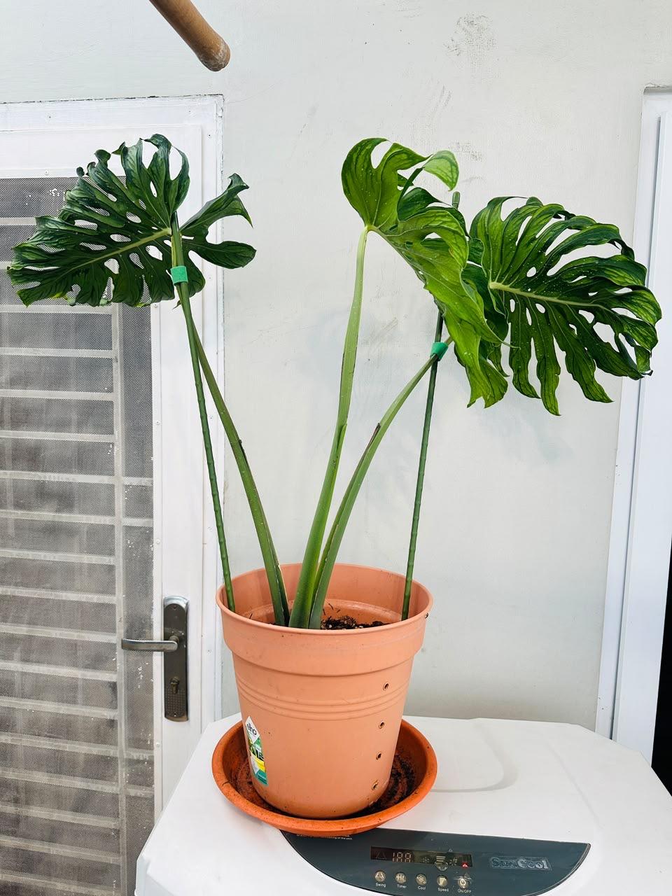Monstera Deli. Tatto — photograph 1