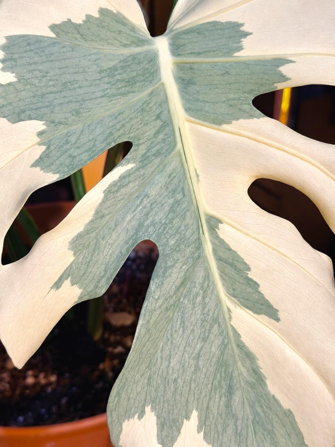 Monstera Casper — photograph 2