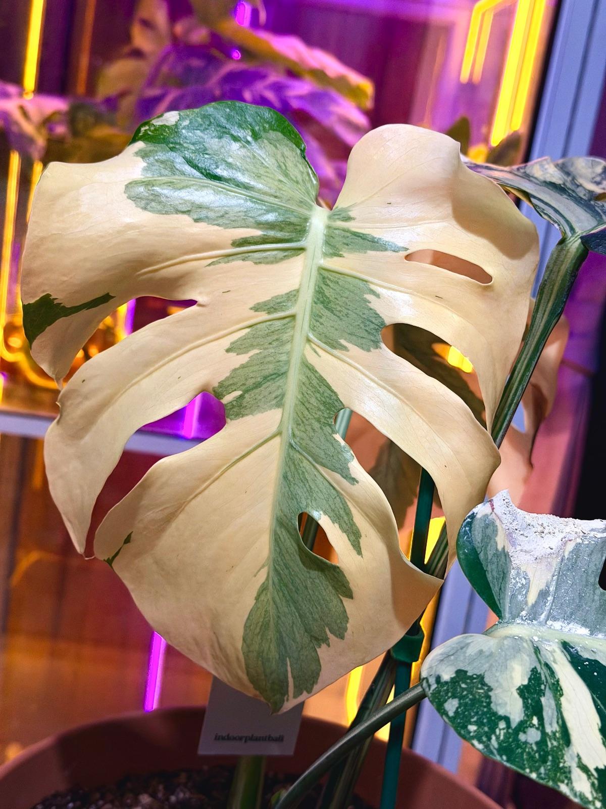 Monstera Casper — photograph 3