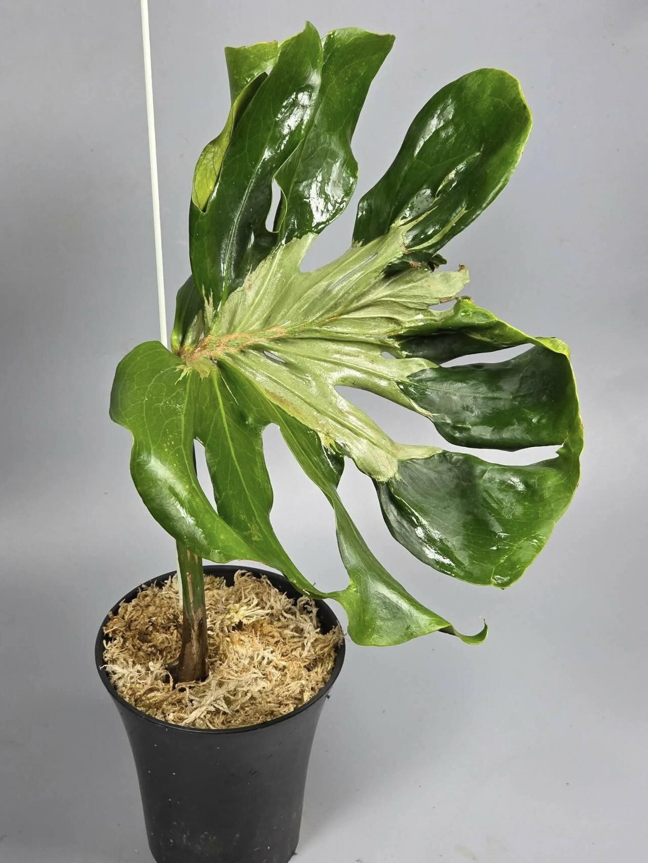 Monstera Silver Lava — photograph 1