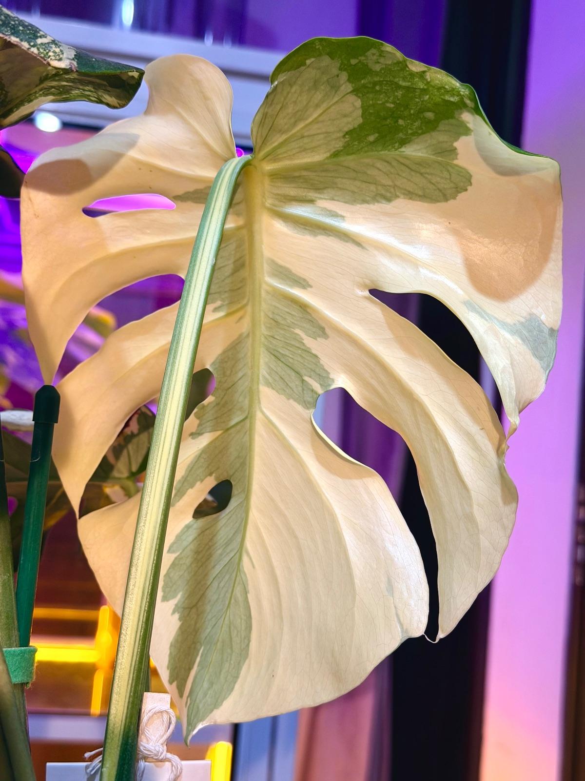 Monstera Casper — photograph 4