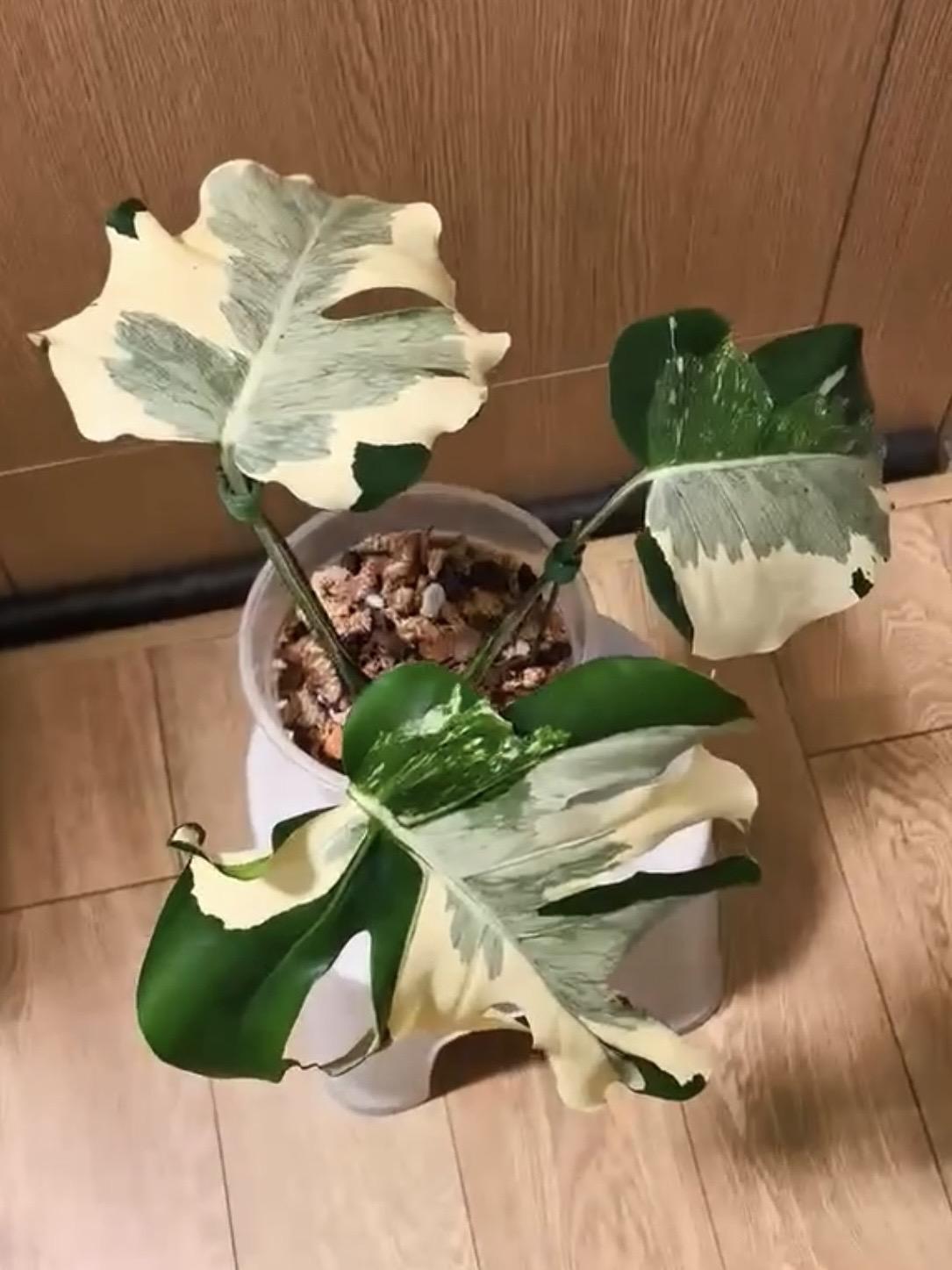 Monstera Casper — photograph 1
