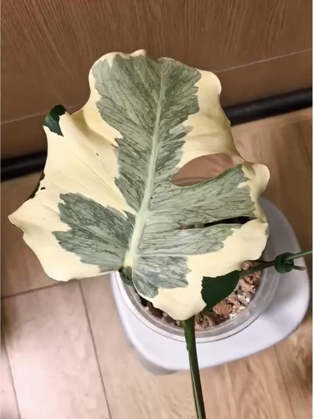 Monstera Casper — photograph 2