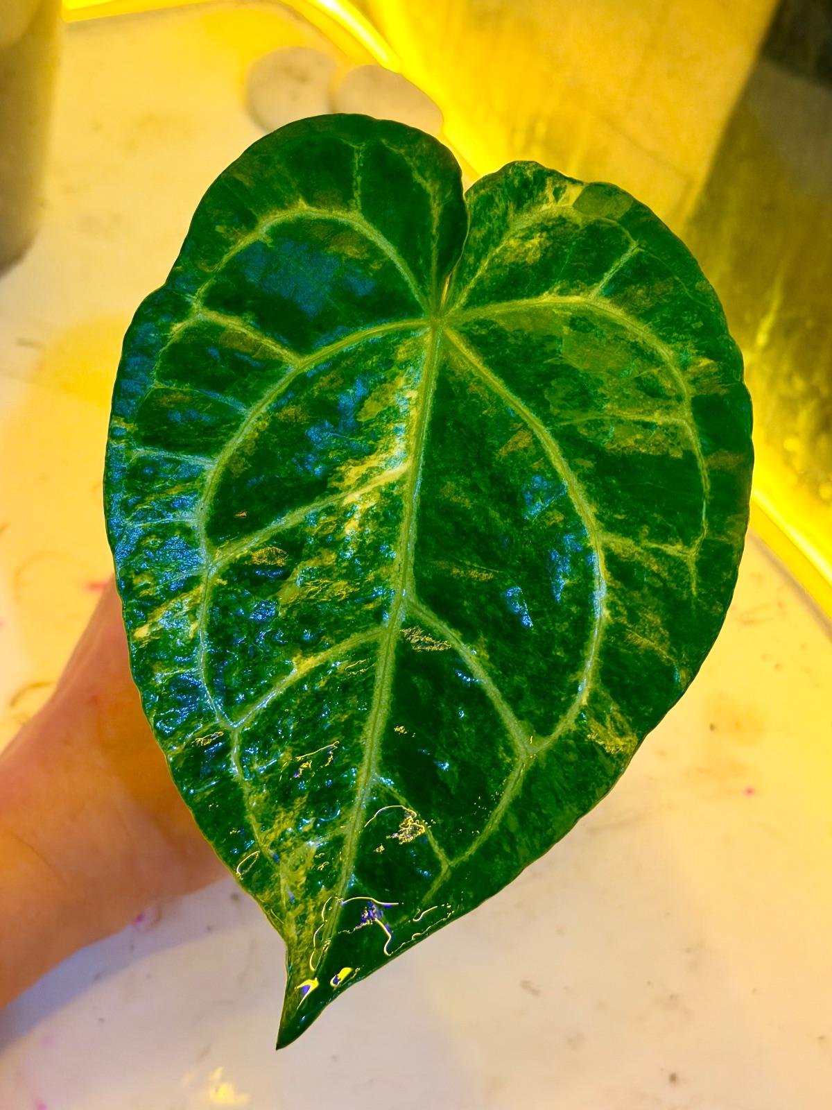 Anthurium Variegated — photograph 1