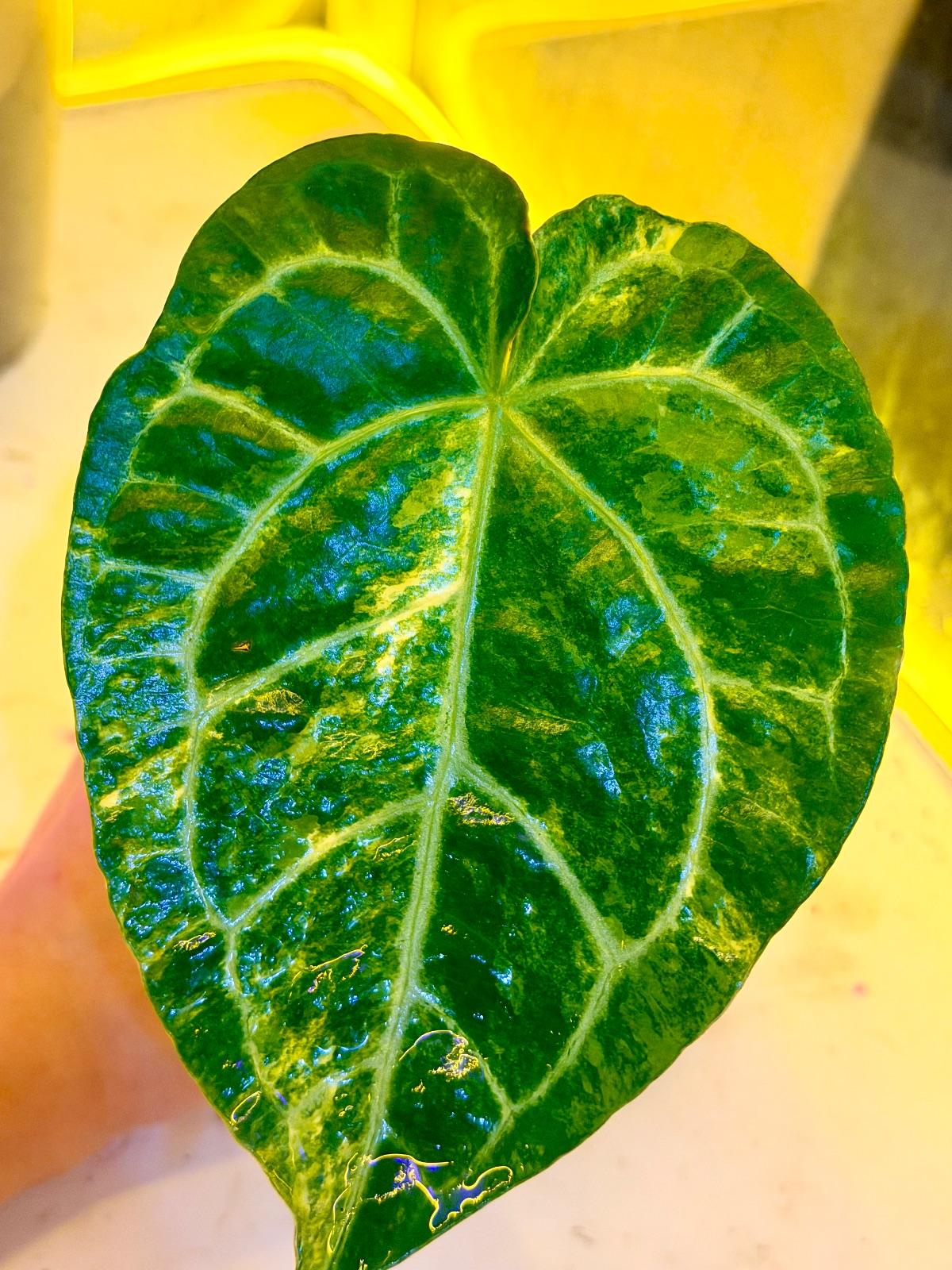 Anthurium Variegated — photograph 2