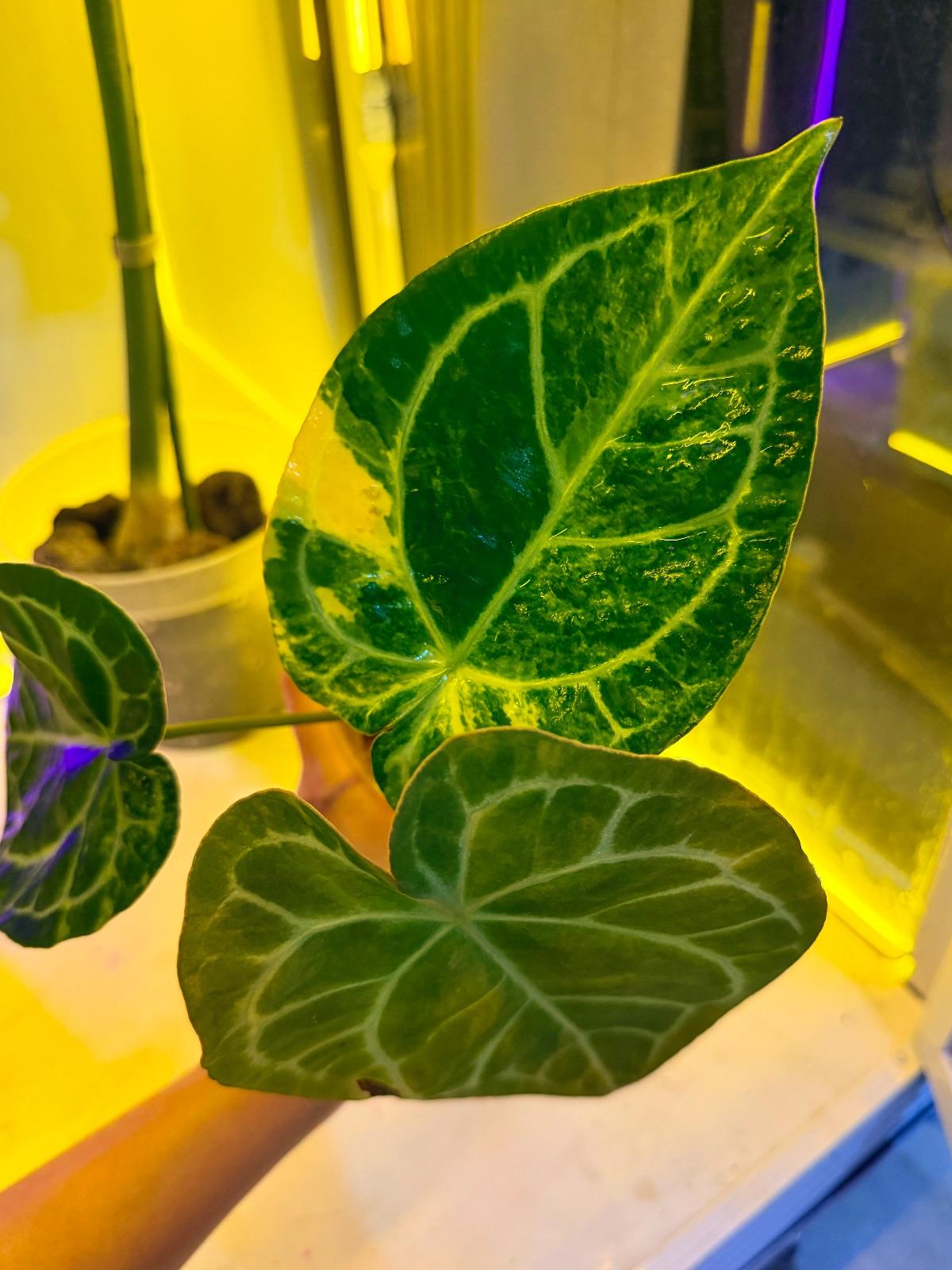 Anthurium Variegated — photograph 1