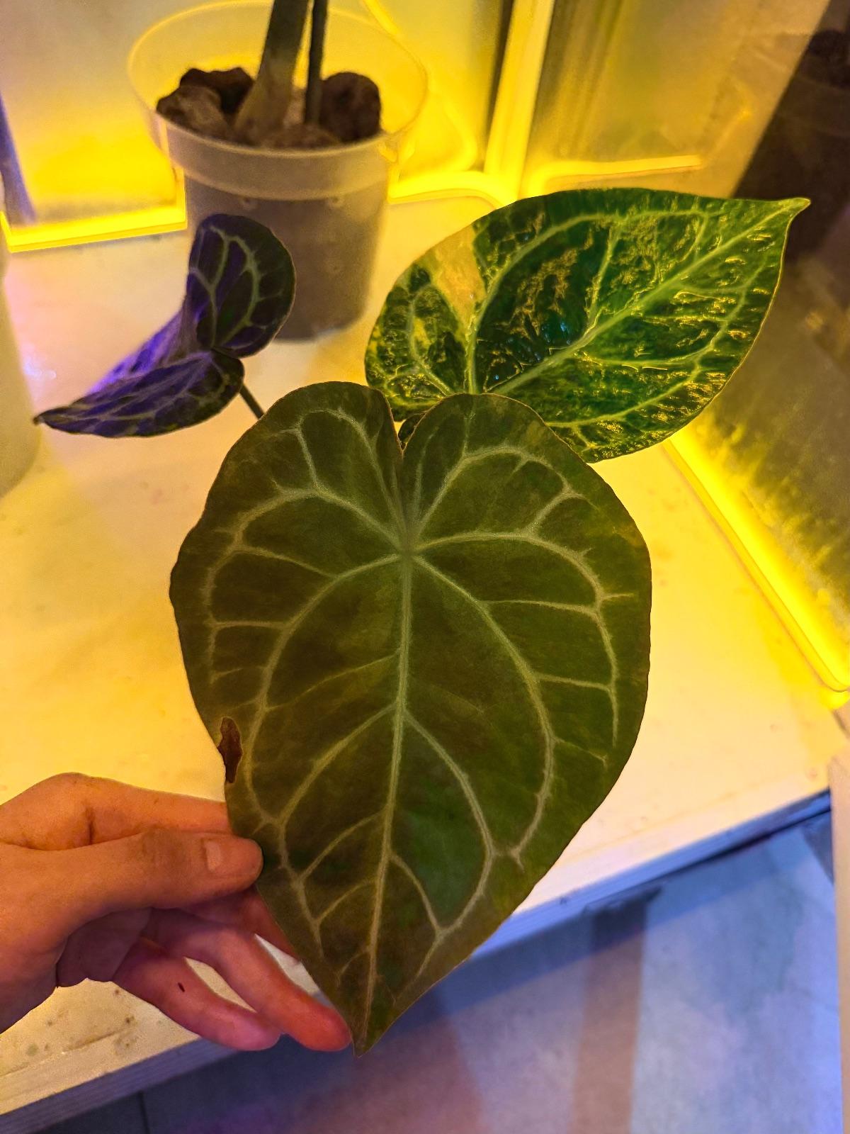 Anthurium Variegated — photograph 2