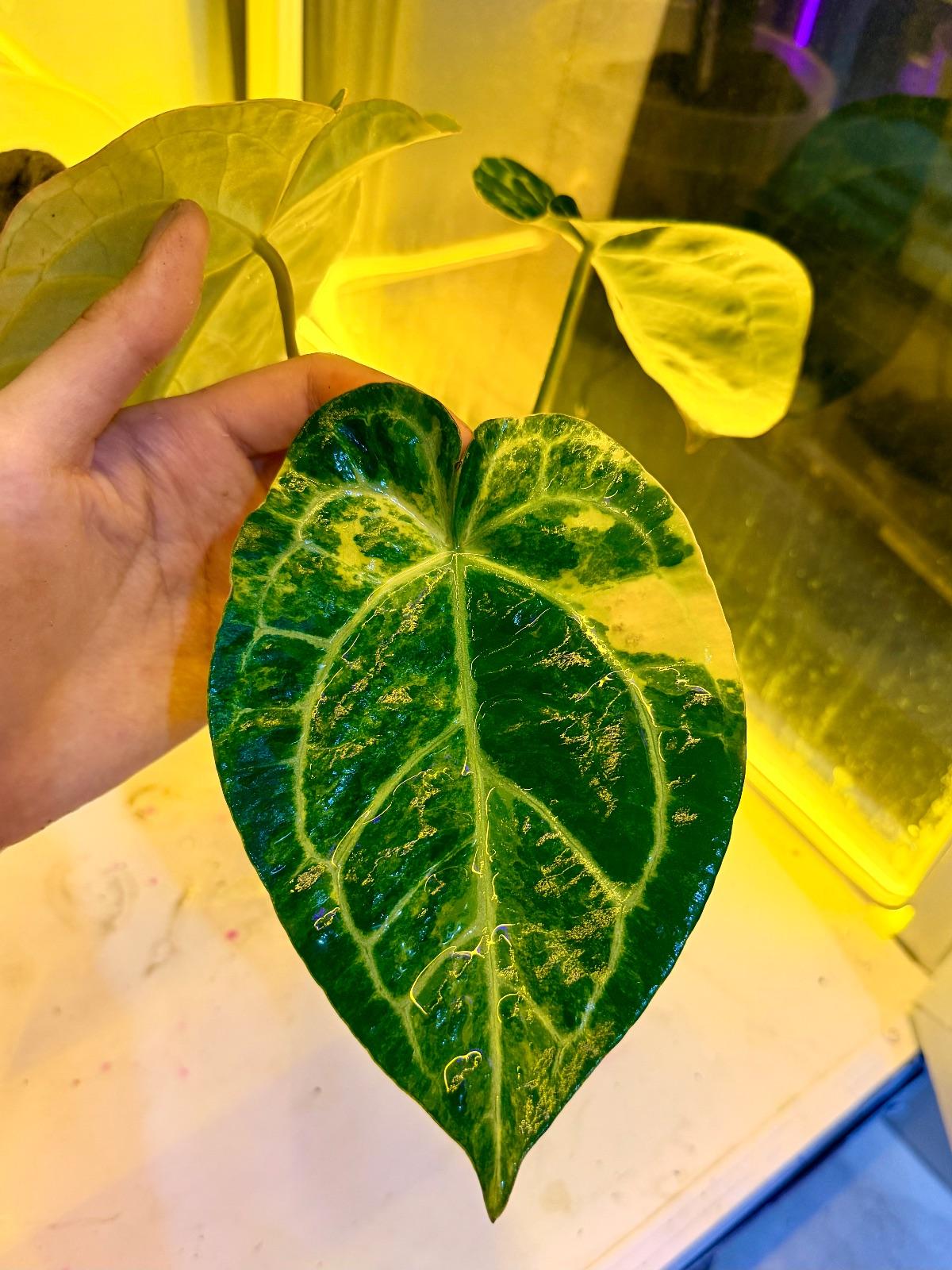 Anthurium Variegated — photograph 3