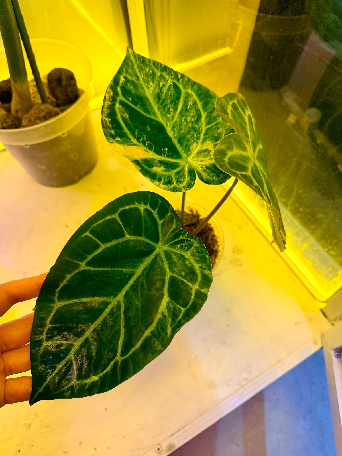 Anthurium Variegated — photograph 4