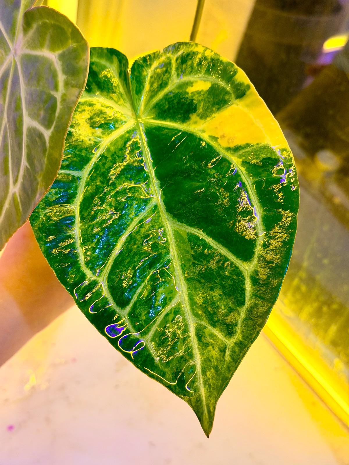 Anthurium Variegated — photograph 6