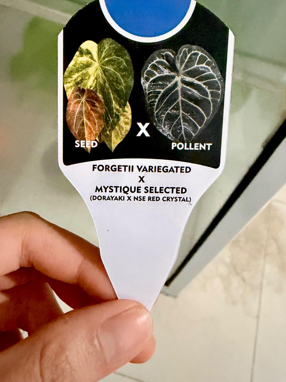 Anthurium Variegated — photograph 5