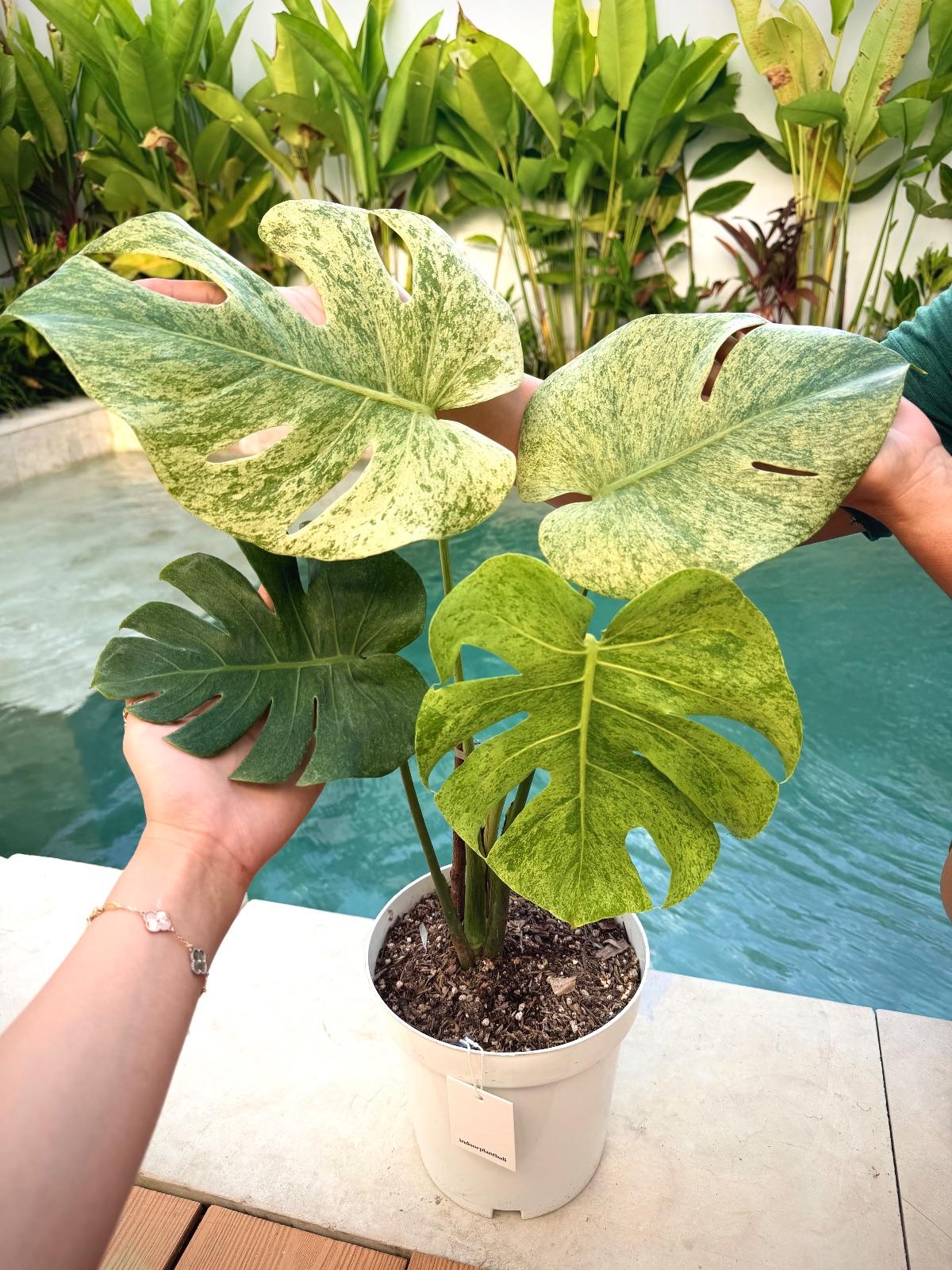 Monstera Sphnix Mint