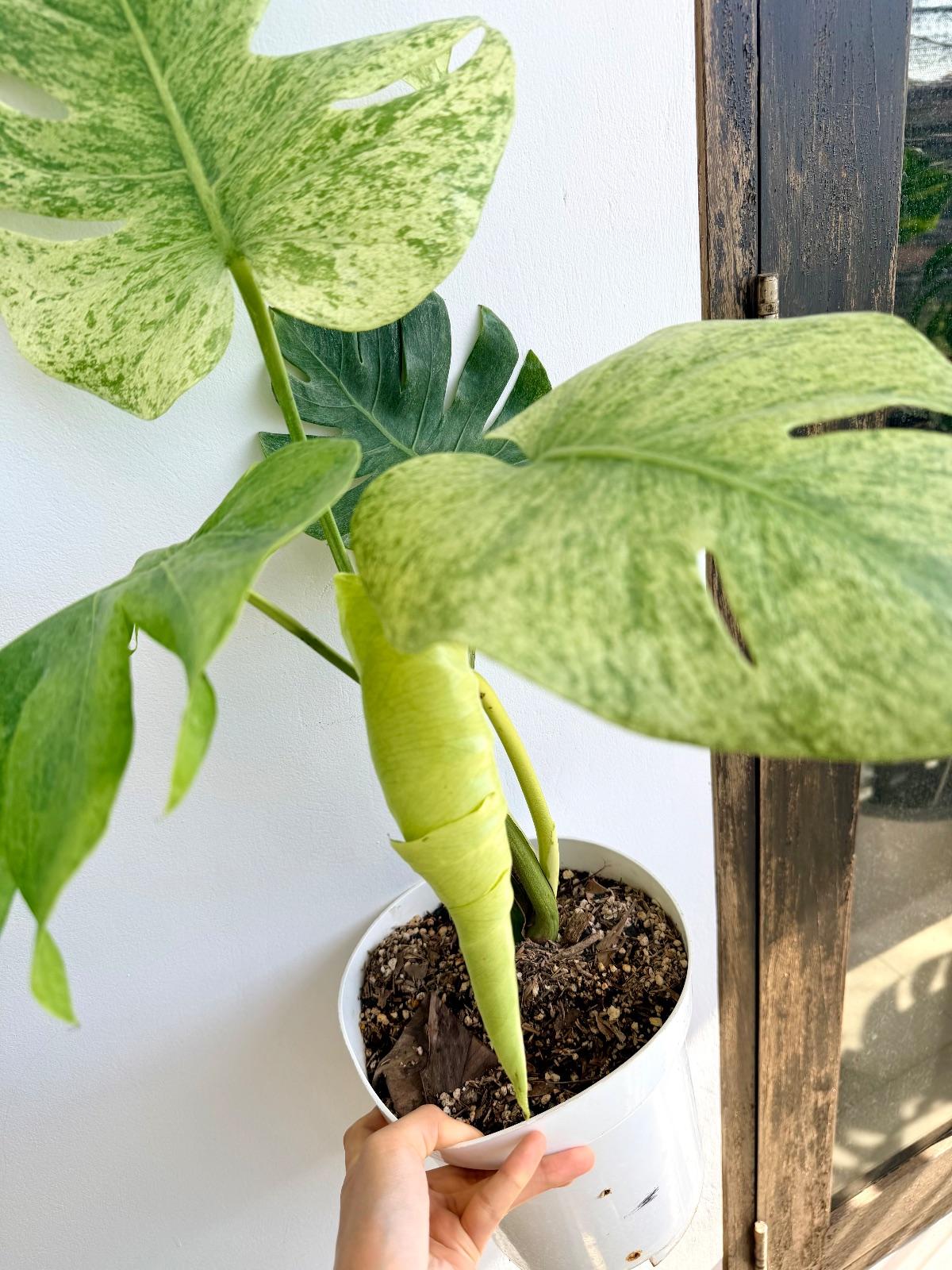 Monstera Sphnix Mint — photograph 3
