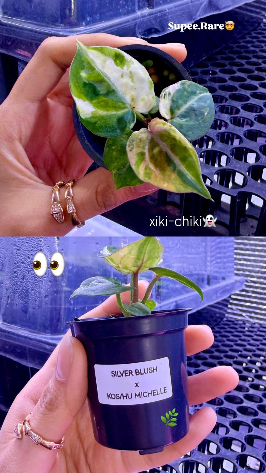 Anthurium Variegated