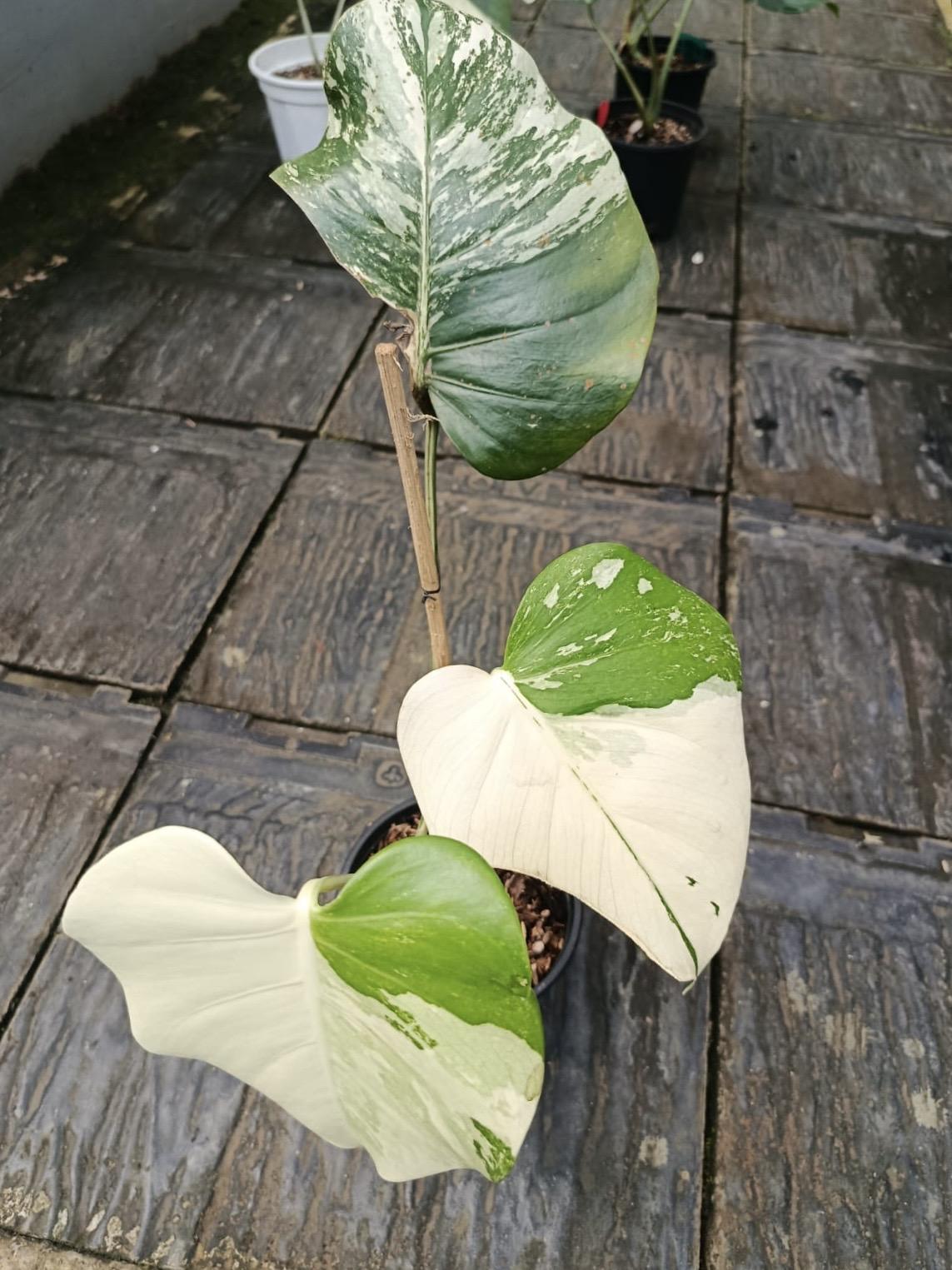 Monstera Deli. Albo
