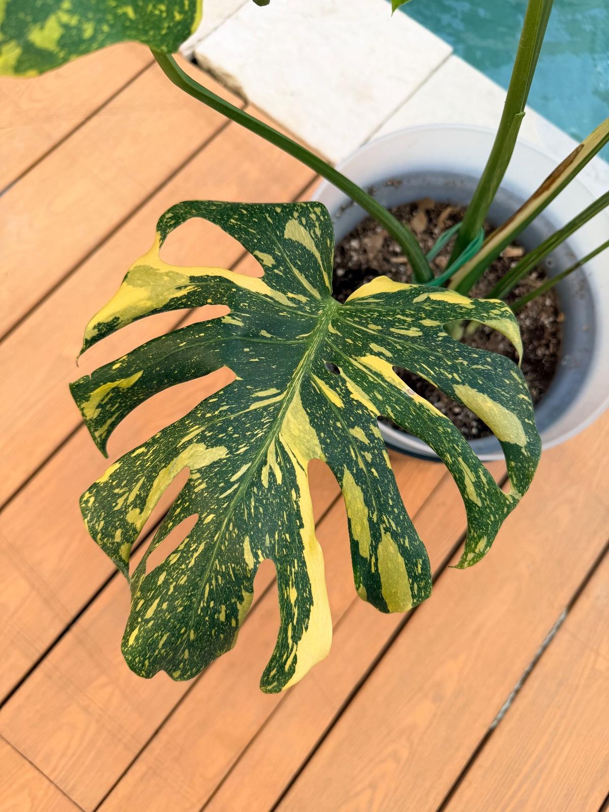 Monstera Electrolyte