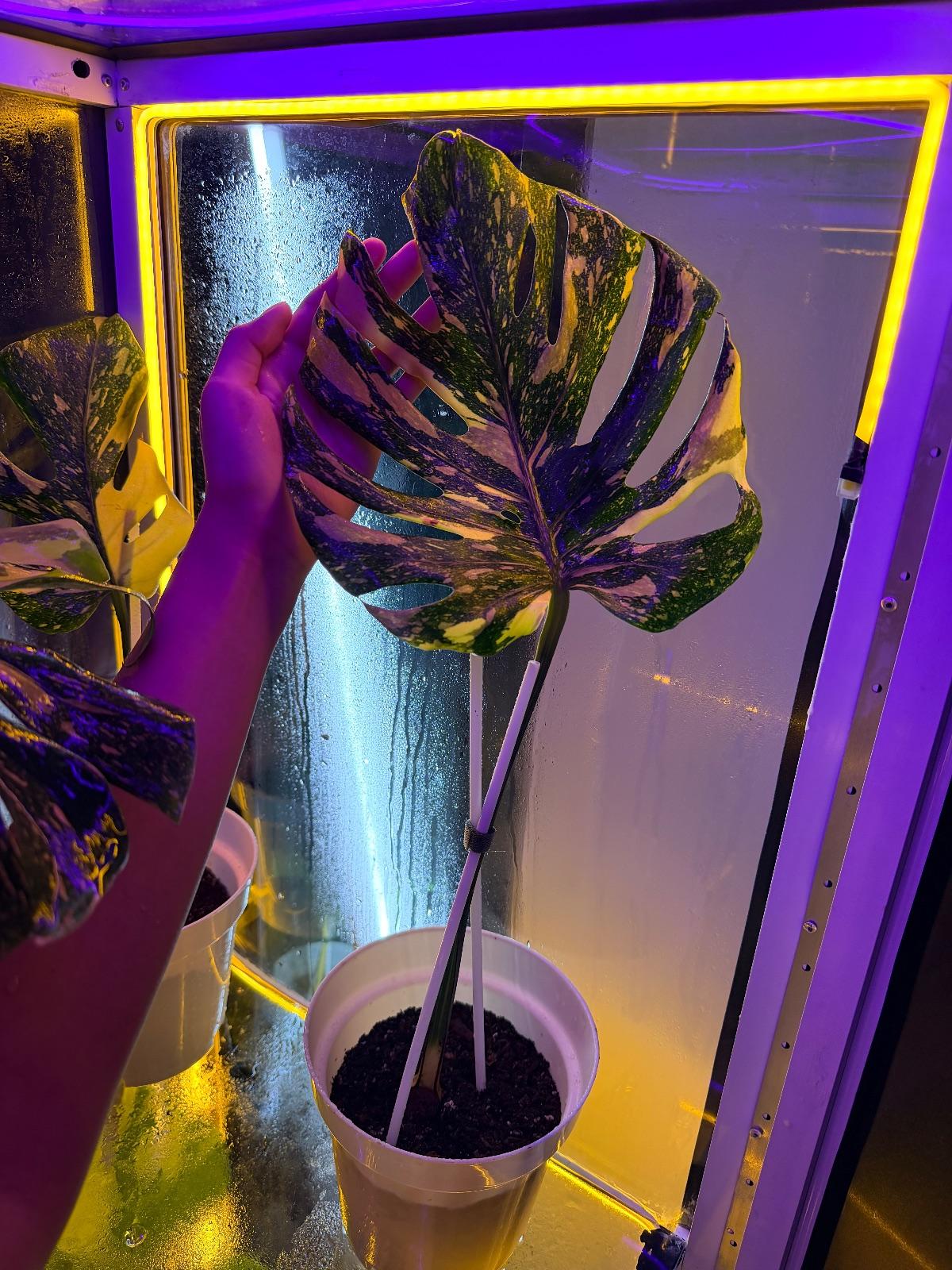 Monstera Electrolyte — photograph 4