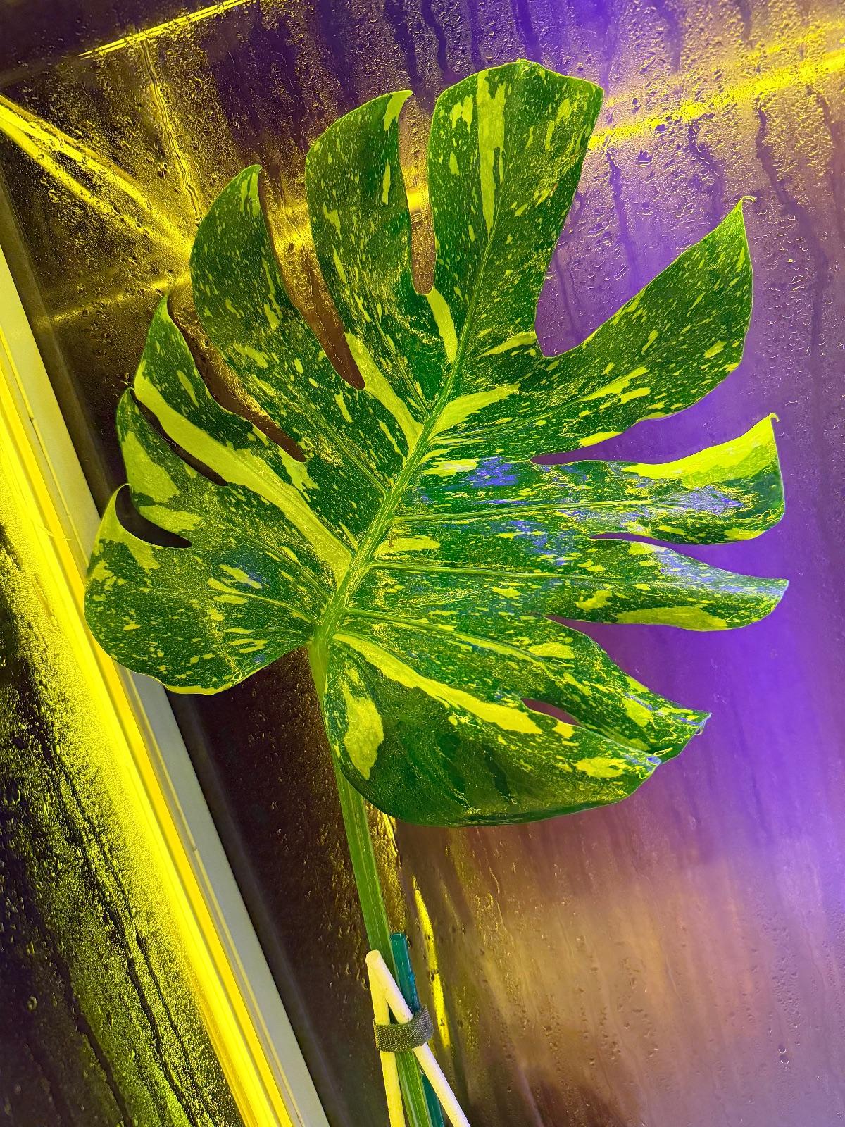 Monstera Electrolyte — photograph 5