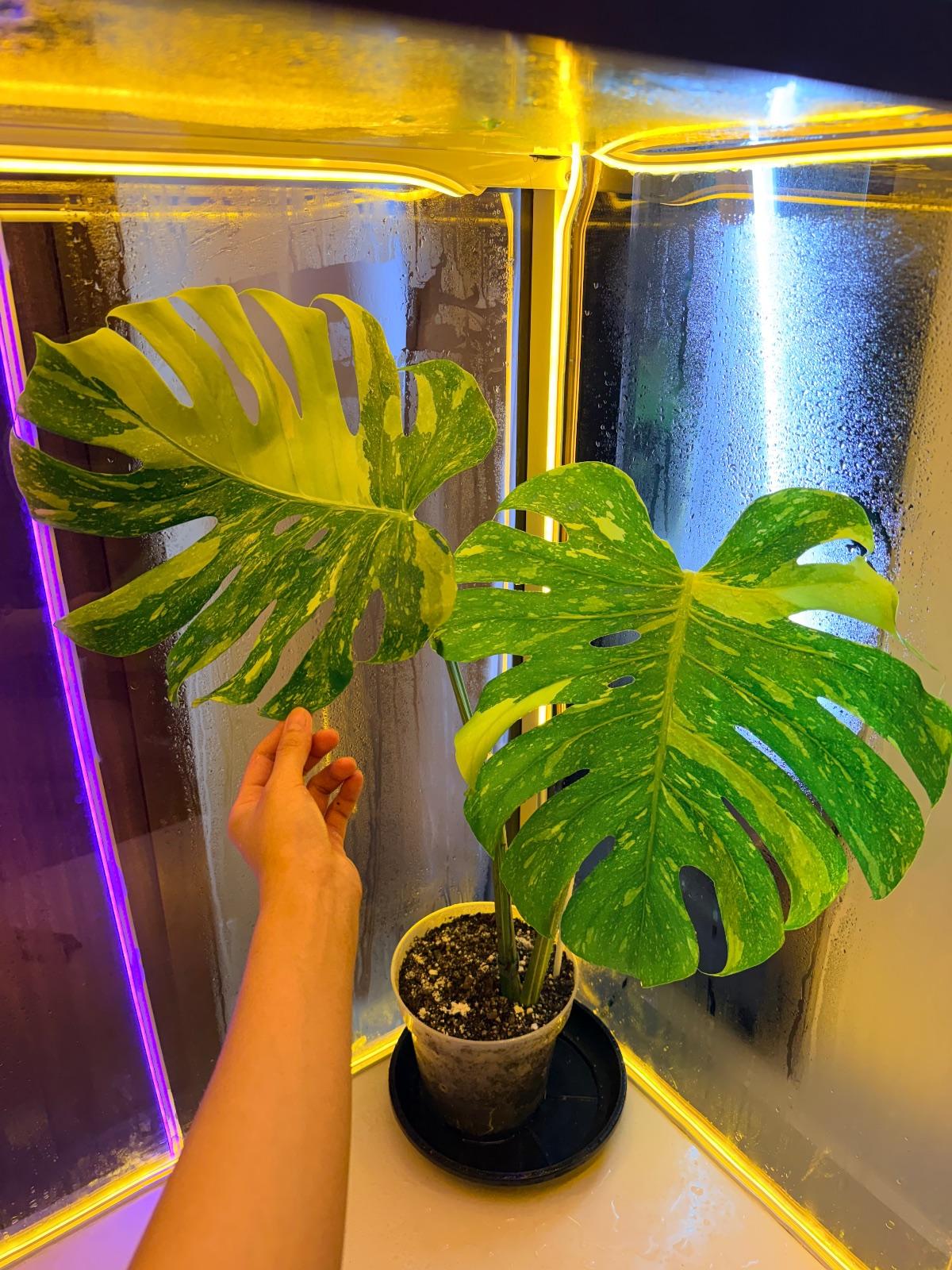 Monstera Electrolyte