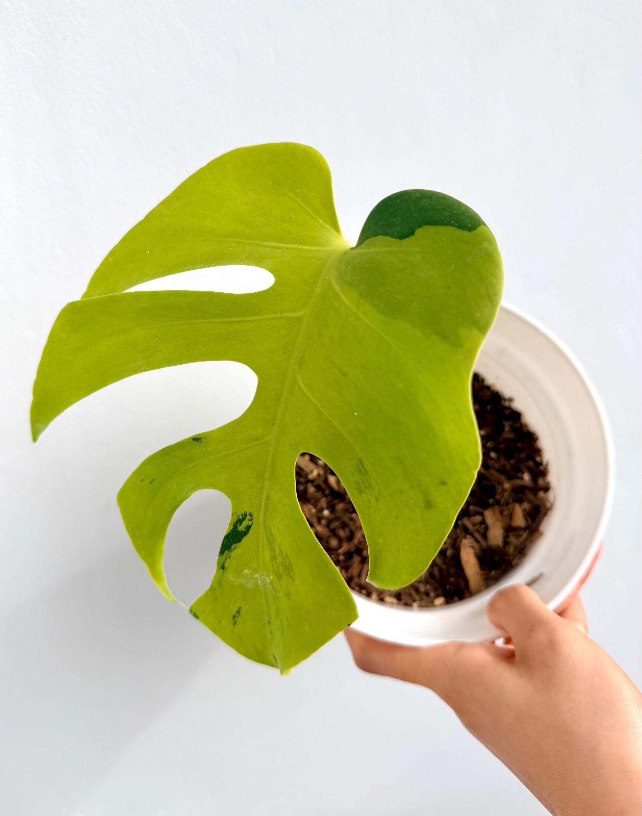 Monstera Light Lime