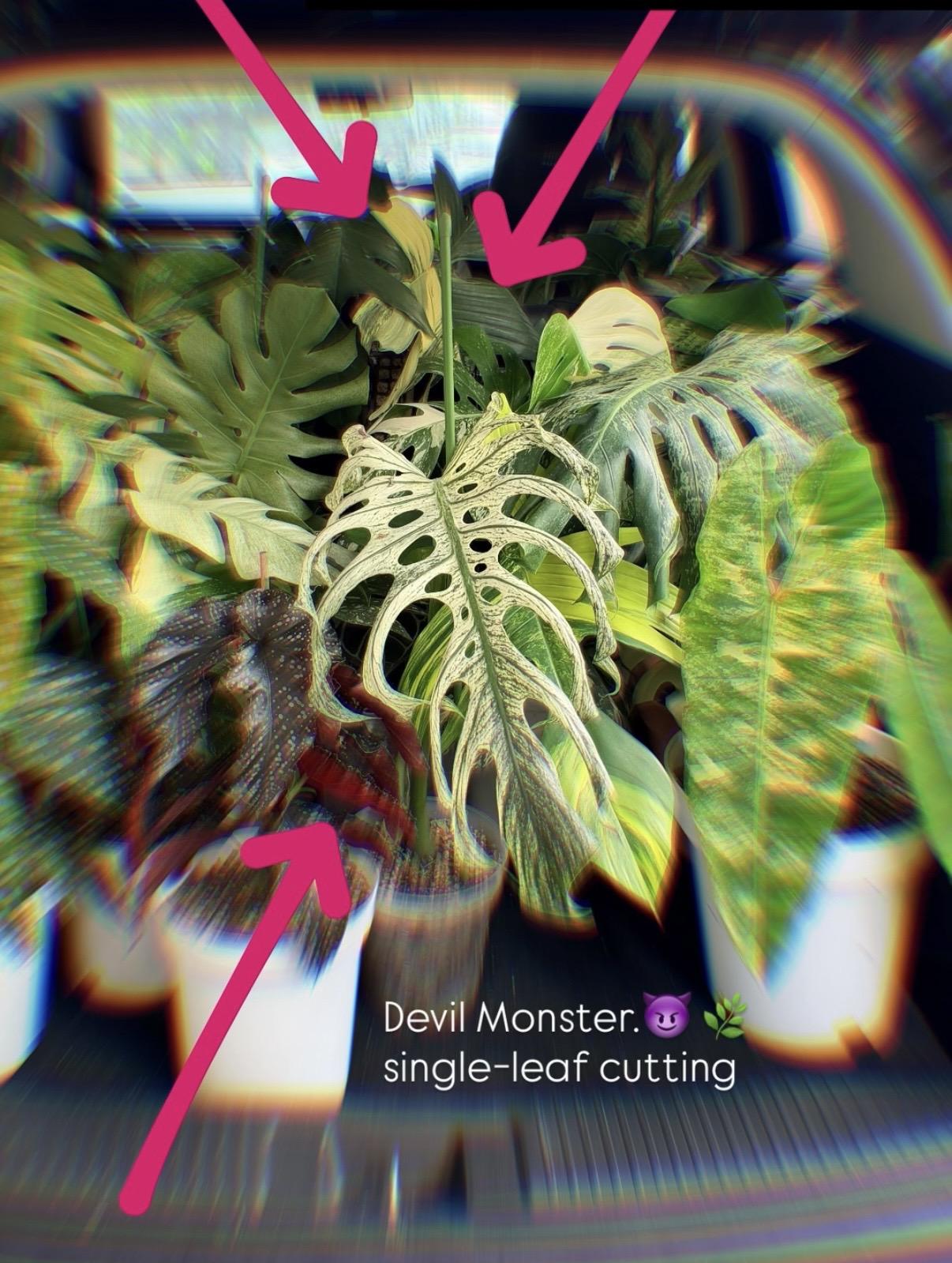 Monstera Devil Monster — photograph 1