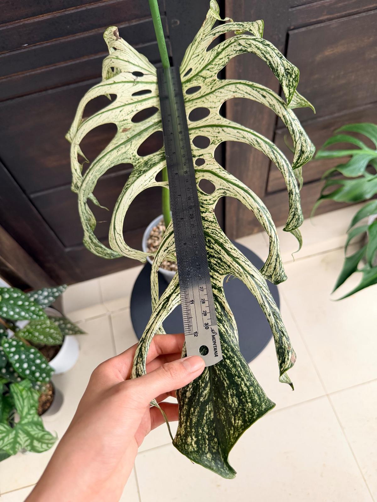 Monstera Devil Monster — photograph 2