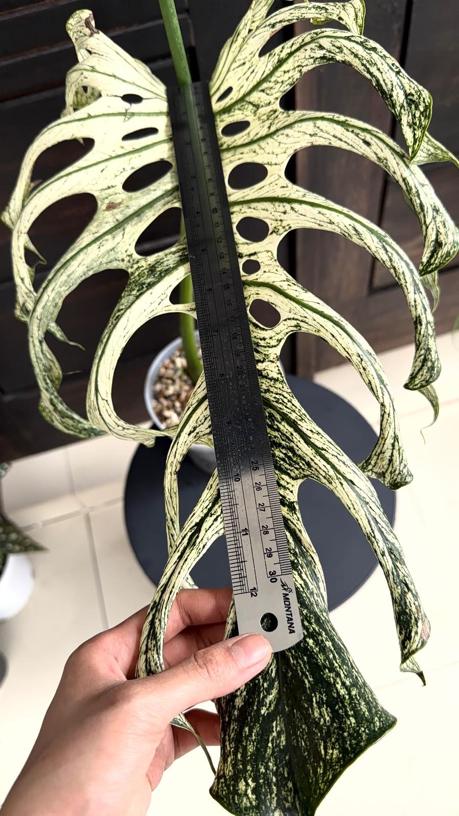 Monstera Devil Monster — photograph 3