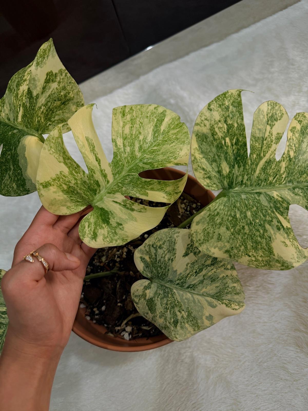 Monstera Legacy Diamond